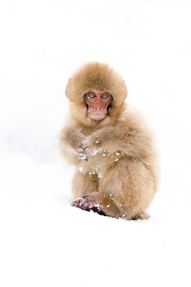 Japan-Nagano Portrait of a Japanese macaque art print by Ellen Goff for $57.95 CAD